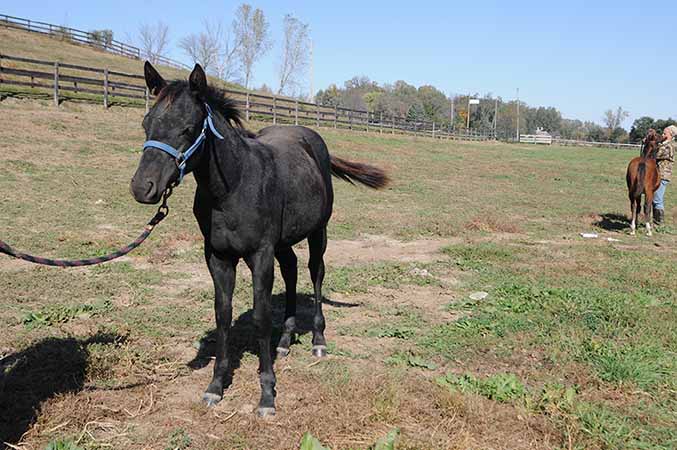 Pauley Performance Horses for Sale